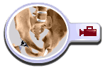 Revision Hip Replacement